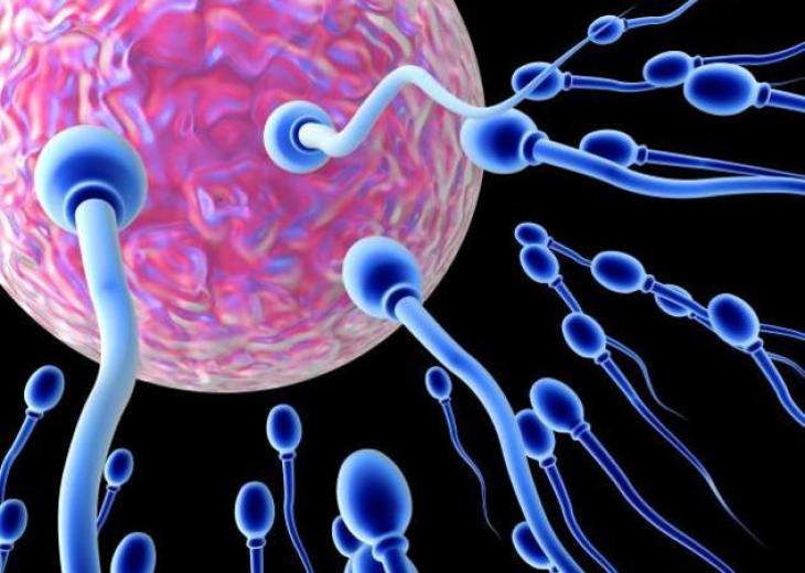 spermatozoario.jpg