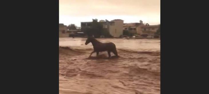 Η στγμή που άλογο προσπαθεί να γλιτώσει από τον ορμητικό χείμαρρο στη Μάνδρα