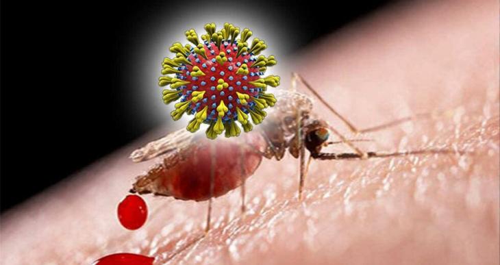 Κορονοϊός: Μπορούν τα κουνούπια να μεταδώσουν τον ιό;