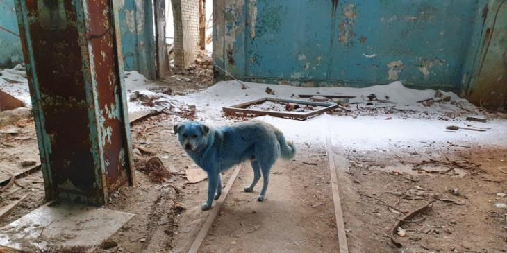 Ρωσία: Μπλε και πράσινοι αδέσποτοι σκύλοι 