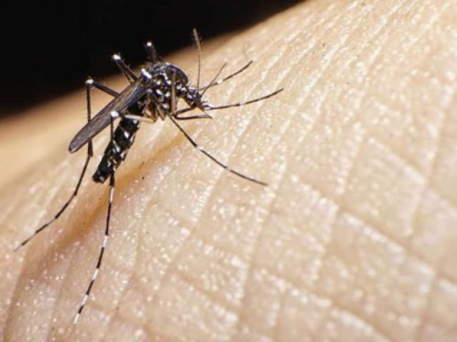 Πώς να διώξω τα ενοχλητικά κουνούπια;