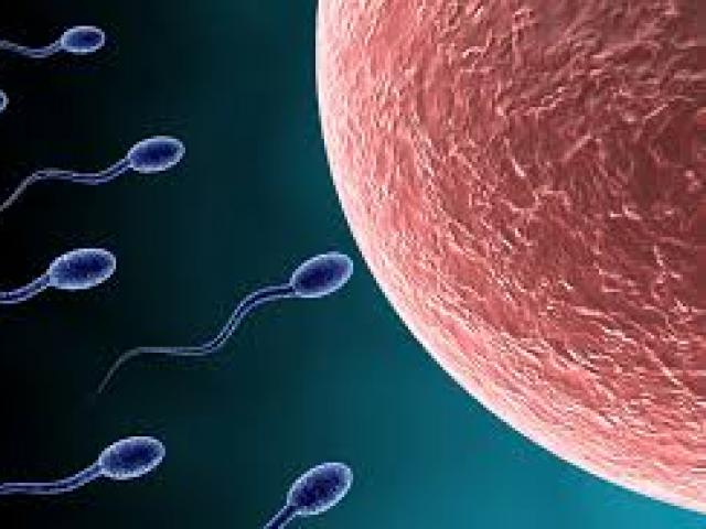 sperma.jpg