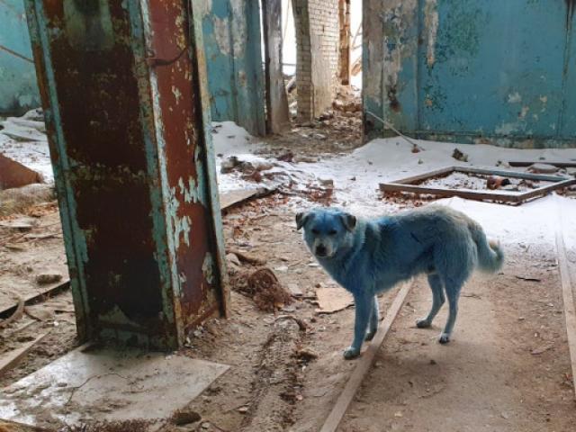 Ρωσία: Μπλε και πράσινοι αδέσποτοι σκύλοι 