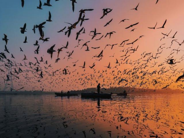 «Εκατοντάδες εκατομμύρια πτηνά» χάθηκαν από τον ουρανό της Ευρώπης